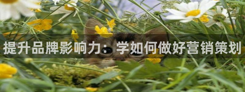 必赢平台怎么样